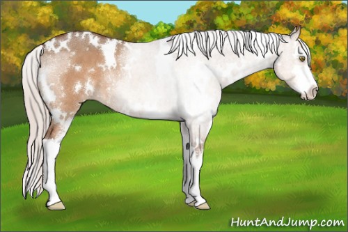 Horse Color:White Spotted Silver Brown Dun Sabino 
