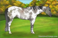 Horse Color:White Spotted Grullo Rabicano 