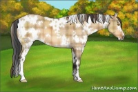 Horse Color:Plaid  White Spotted Bay Dun 