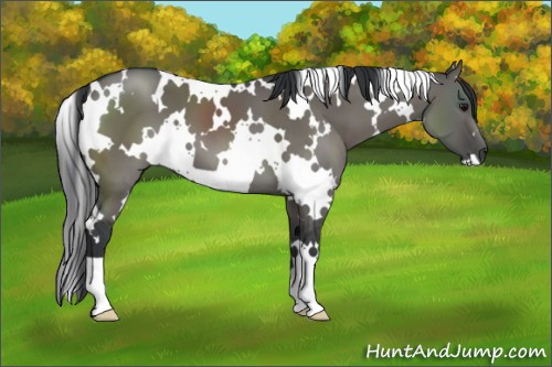 Horse Color:White Spotted Grullo 