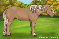 Horse Color:Palomino