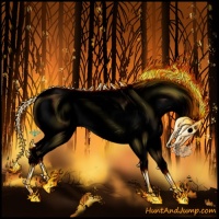 Horse Color:Void White Spotted Bay Splash Appaloosa