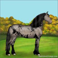 Horse Color:Void White Spotted Brown Dun Appaloosa