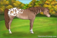 Horse Color:Chestnut Appaloosa 