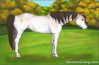 Horse Color:White Spotted Bay Appaloosa