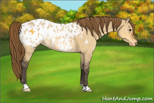 Horse Color:Buckskin Dun Appaloosa 