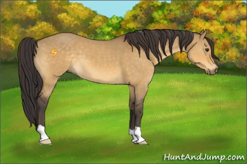 Horse Color:Buckskin Dun 