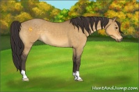 Horse Color:Buckskin Dun 