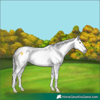 Horse Color:Gray Sable Champagne Dun Splash Appaloosa  and Gray Amber Champagne Splash 