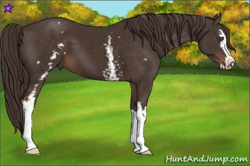 Horse Color:White Spotted Liver Chestnut Sabino