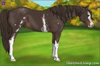 Horse Color:White Spotted Liver Chestnut Sabino