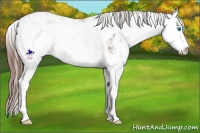 Horse Color:Liver Chestnut Sabino Splash Appaloosa 