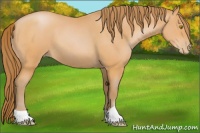 Horse Color:Bay Pearl 