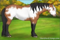 Horse Color:Bay Frame 