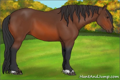 Horse Color:Brown 