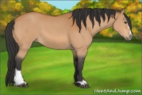 Horse Color:Bay Sabino 