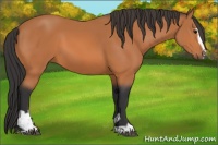 Horse Color:Bay Sabino