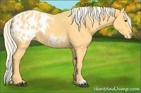Horse Color:Palomino Appaloosa 