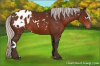 Horse Color:White Spotted Silver Bay Sabino Appaloosa 