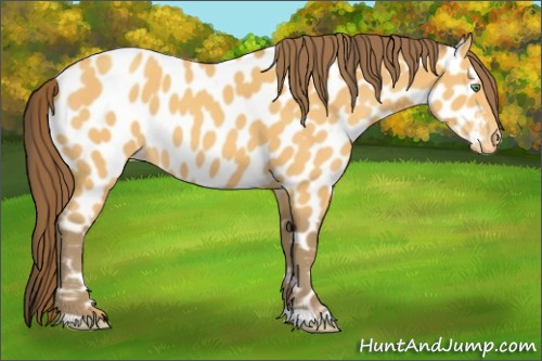 Horse Color:Amber Cream Champagne Appaloosa 