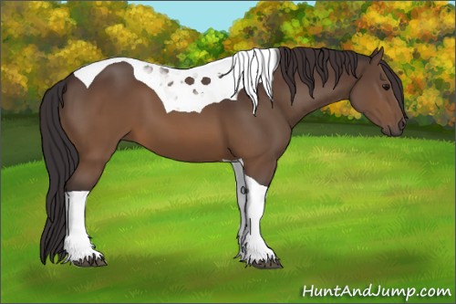 Horse Color:Buckskin Tobiano