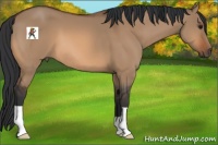 Horse Color:Bay Dun