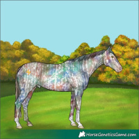Horse Color:Gold Champagne Splash Near Fewspot  and Nacre Sable Champagne 
