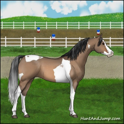 Horse Color:Bay Dun Splash Tobiano 