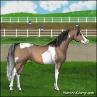 Horse Color:Bay Dun Splash Tobiano 