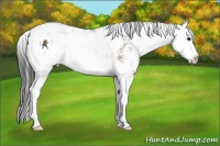 Horse Color:Bay Sabino Splash 