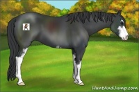 Horse Color:Black Sabino
