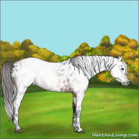 Horse Color:Gray Bay Appaloosa 