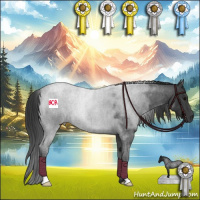 Horse Color:Blue Roan 