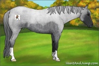 Horse Color:Blue Roan 
