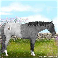 Horse Color:Blue Roan 