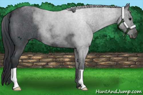 Horse Color:Blue Roan 