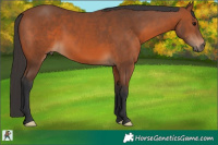 Horse Color:Bay 