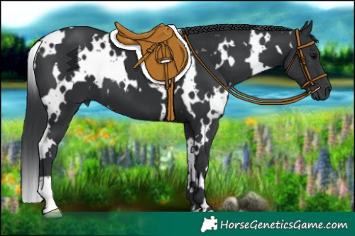 Horse Color:White Spotted Black