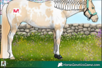 Horse Color:White Spotted Smoky Black Pearl