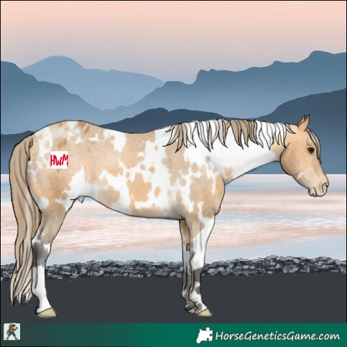 Horse Color:White Spotted Buckskin Varnish