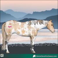 Horse Color:White Spotted Buckskin Varnish 