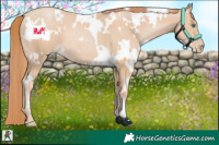 Horse Color:White Spotted Smoky Black Pearl