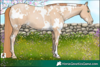 Horse Color:White Spotted Smoky Black Pearl 