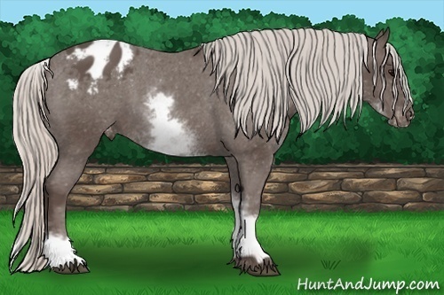 Horse Color:White Spotted Silver Black Appaloosa Rabicano 