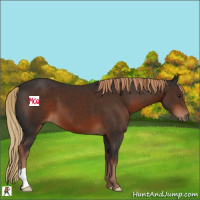 Horse Color:Liver Chestnut 