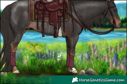 Horse Color:Liver Chestnut Rabicano 
