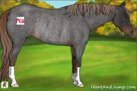 Horse Color:Liver Red Roan Rabicano