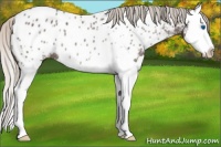 Horse Color:Silver Black Sabino Splash Appaloosa Rabicano