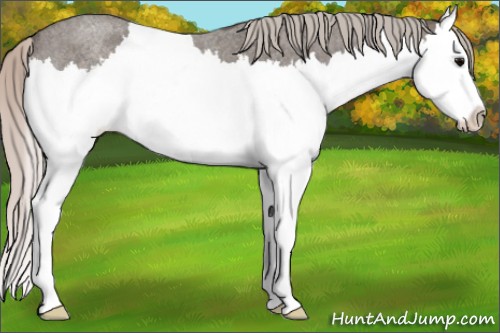 Horse Color:Silver Blue Roan Splash