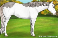 Horse Color:Silver Blue Roan Splash 